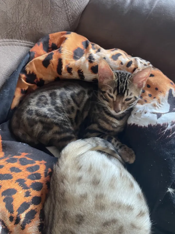 7 Bengal kitten suchen ein schönes zu Hause