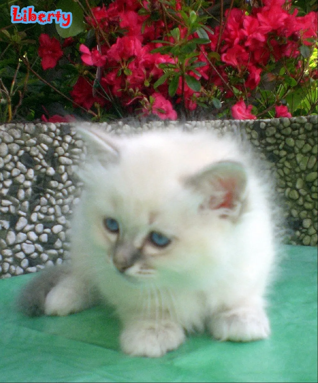 Hl.Birma Kitten,männlich,blue point,Zucht/Show/Liebhaber