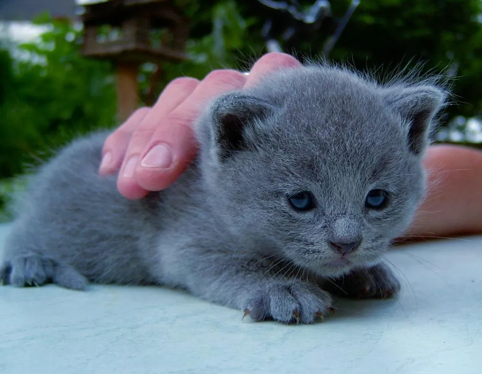 blauer Kartäuser/BKH Kater zu verkaufen