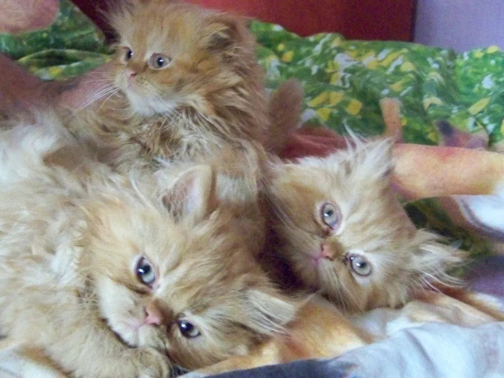 Super süsse Katzenbabys!