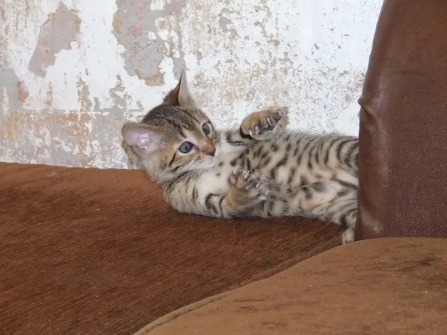 Bengalkitten im KÖNIGSleopardenLOOK ; - ) abgabebereit!