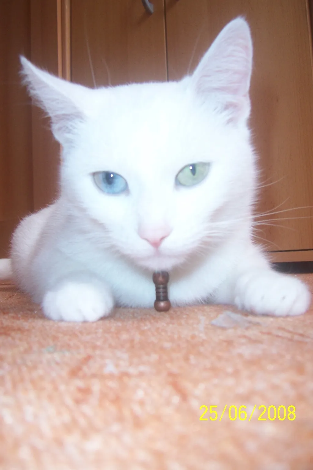 Hilfe....BKH-Dame sucht Siam-Kater für die käufliche Liebe
