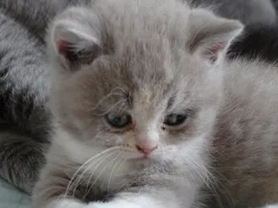 Süße BKH/BLK Kitten suchen Schmuseplatz