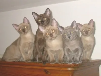Burmababies