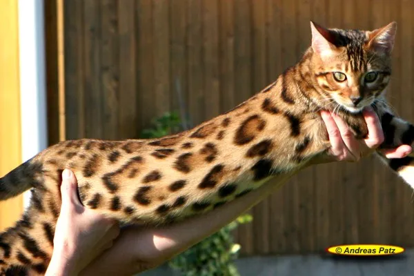 Bengalkatzen der neuen Generation ..