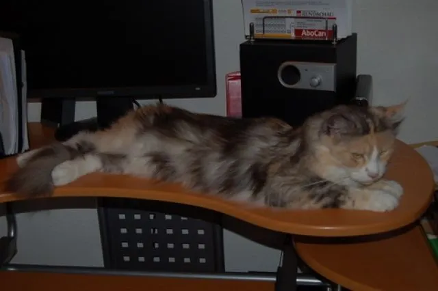 Wegen Zuchtaufgabe super Maine Coon Dame