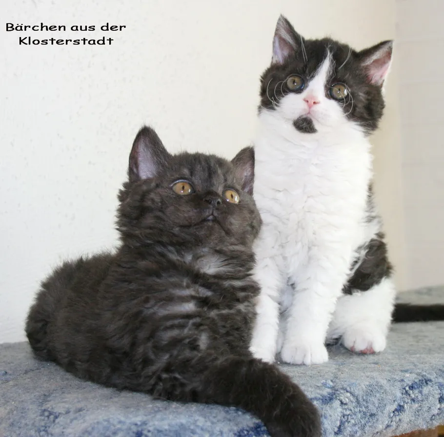 * Süßes Selkirk Rex Baby *