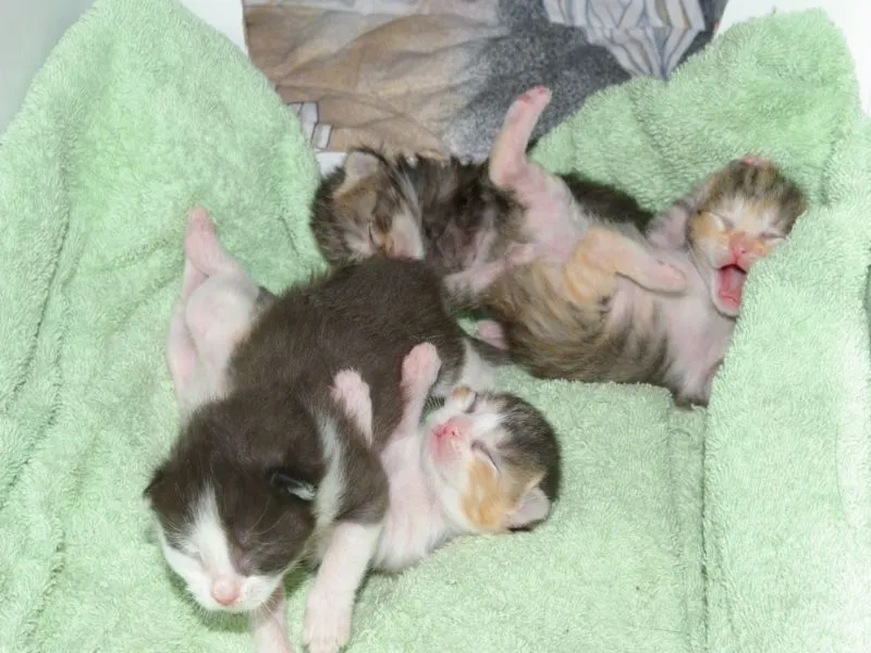 süsse Maikatzen