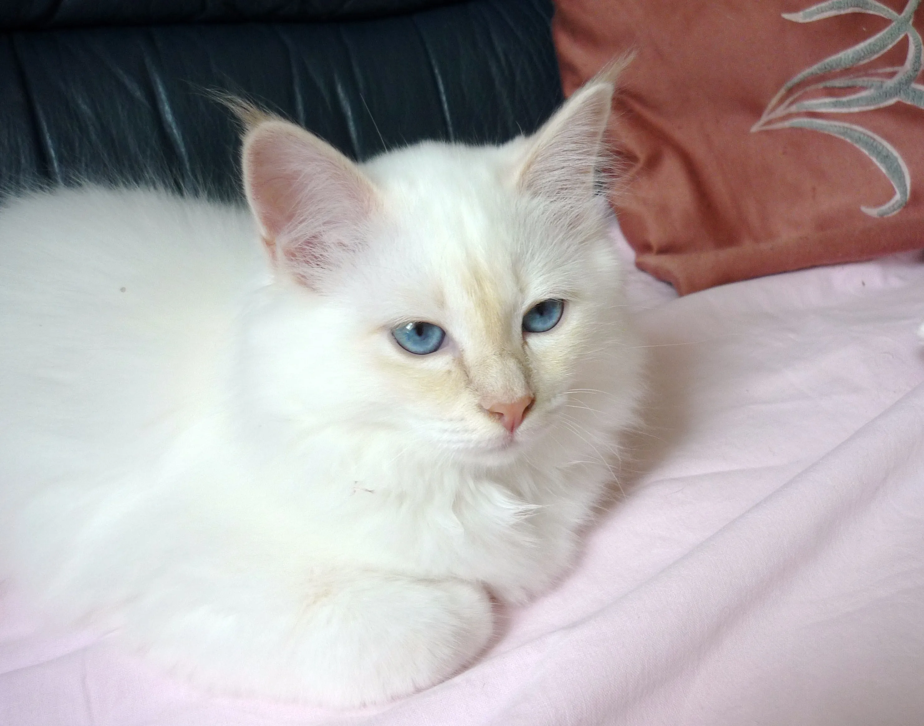 Süßes Birmakaterchen in Cream-point