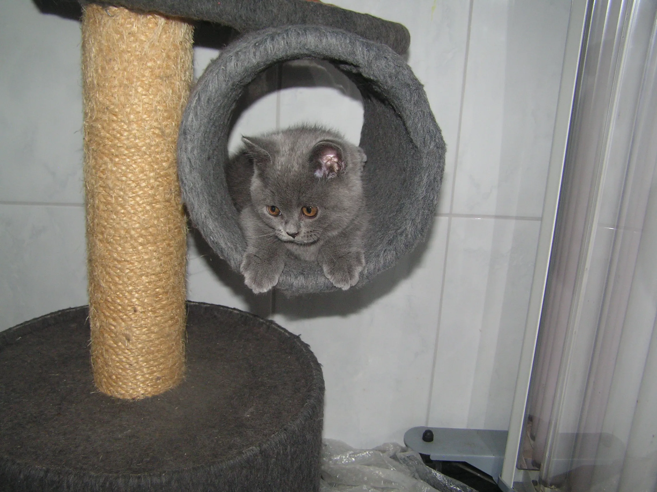 Kartäuser Katerchen
