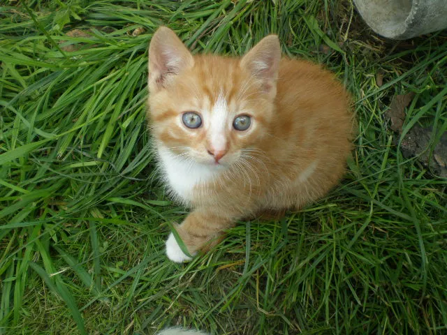 kleinen süßen rot/weißen Kater abzugeben