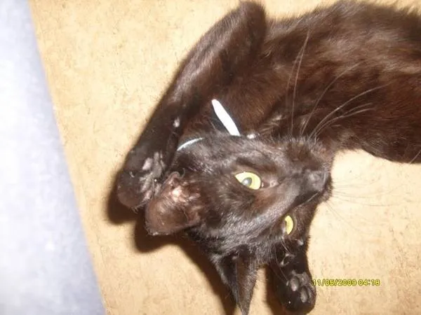 DRINGEND  10 Monate alte Thaikatze abzugeben
