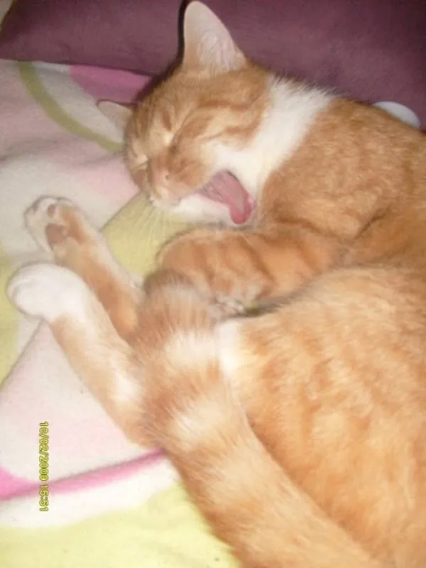 DRINGEND  10 Monate alte German Rex/Hauskatze Mix abzugeben