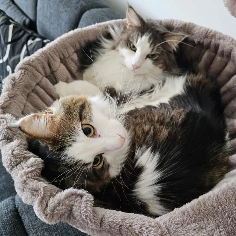 LUTZ und MR. JINGLES - Maine Coon - 4 Jahre - Tierhilfe-Franken e.V.