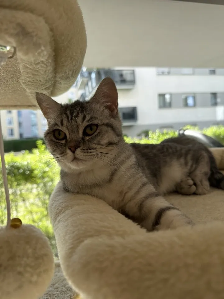 Britisch Kurzhaar  Katze