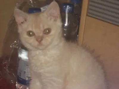 gelocktes cream Katzenbaby