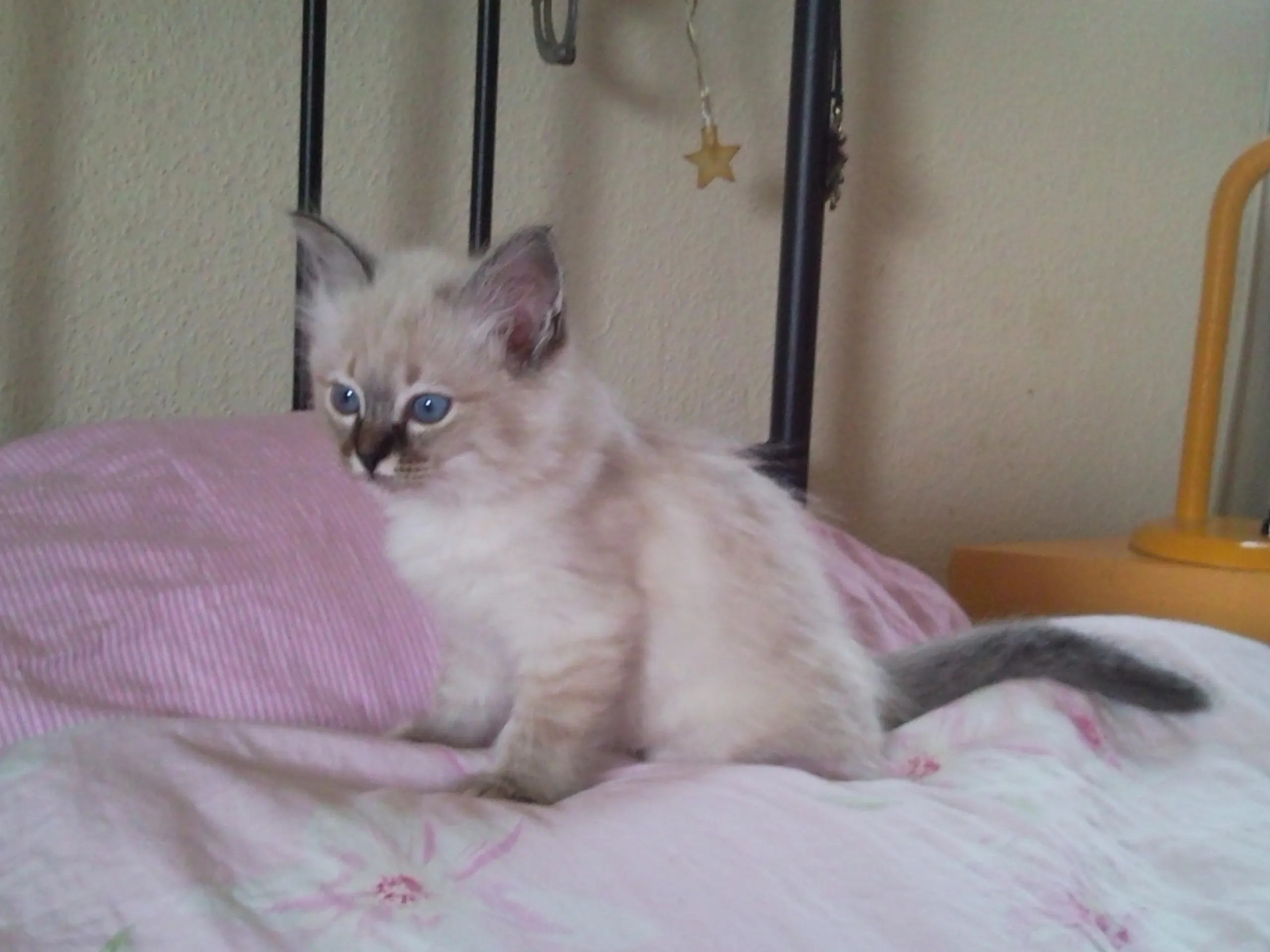 Schönes Birmakitten und/oder Katze zu verkaufen!