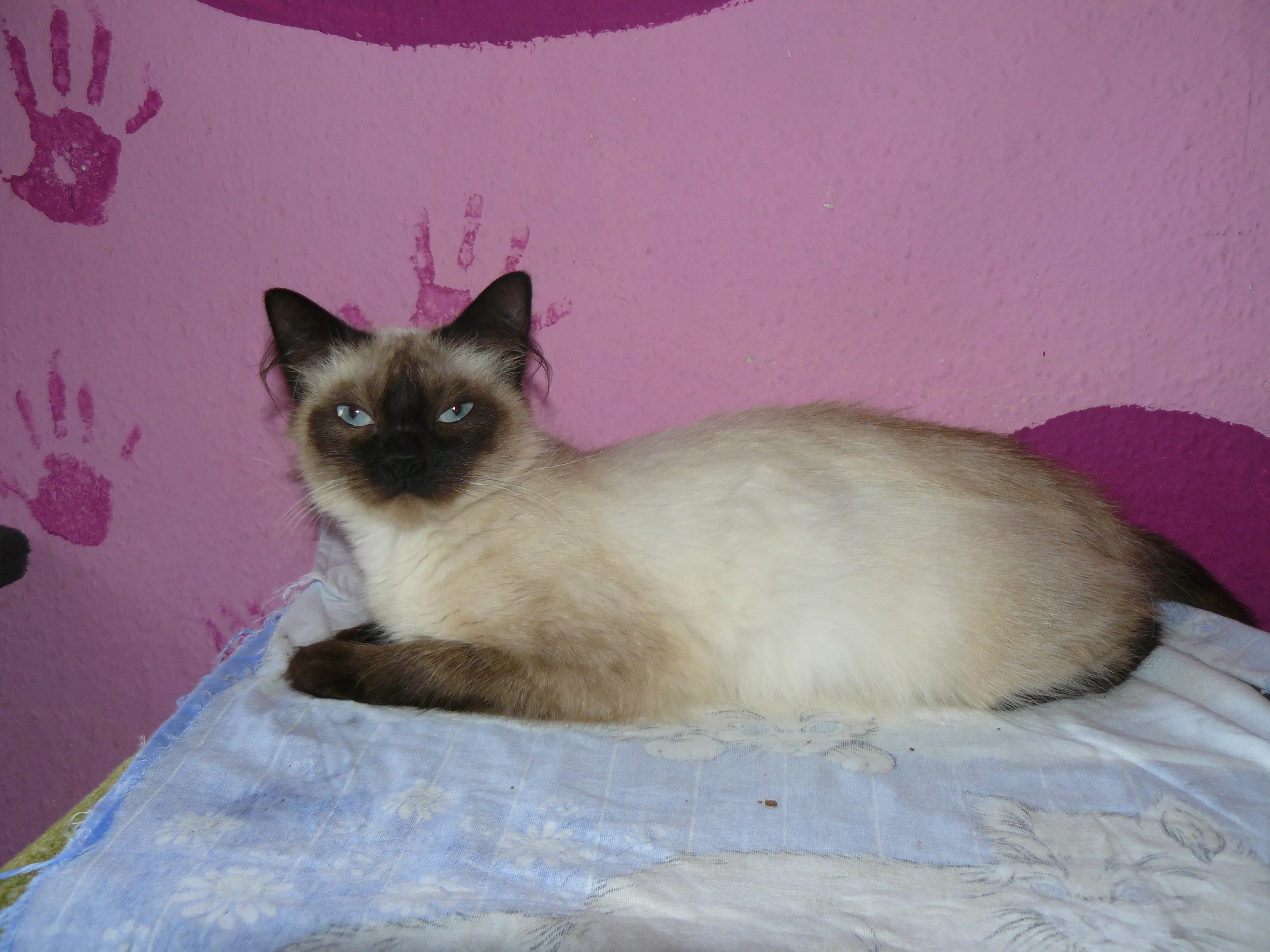 ragdoll sucht neue fam.