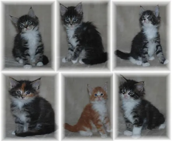 Maine Coon Kitten