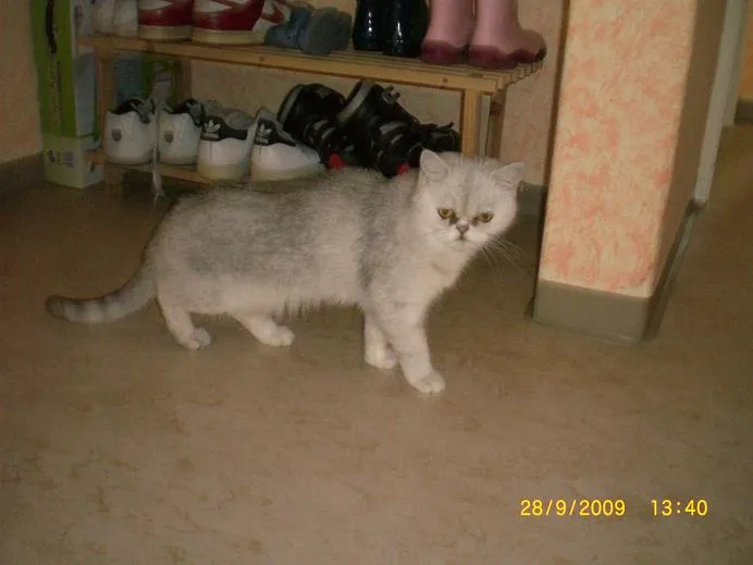 Exotic Shorthair Kätzin evt. für Hobbyzucht