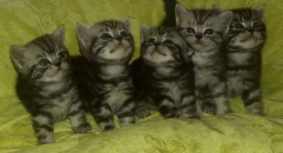 süsse Whiskaskätzchen in black-silver-tabby-classic und black-smoke