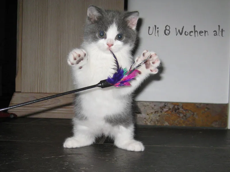 BKH/Kartäuserkater  Uli