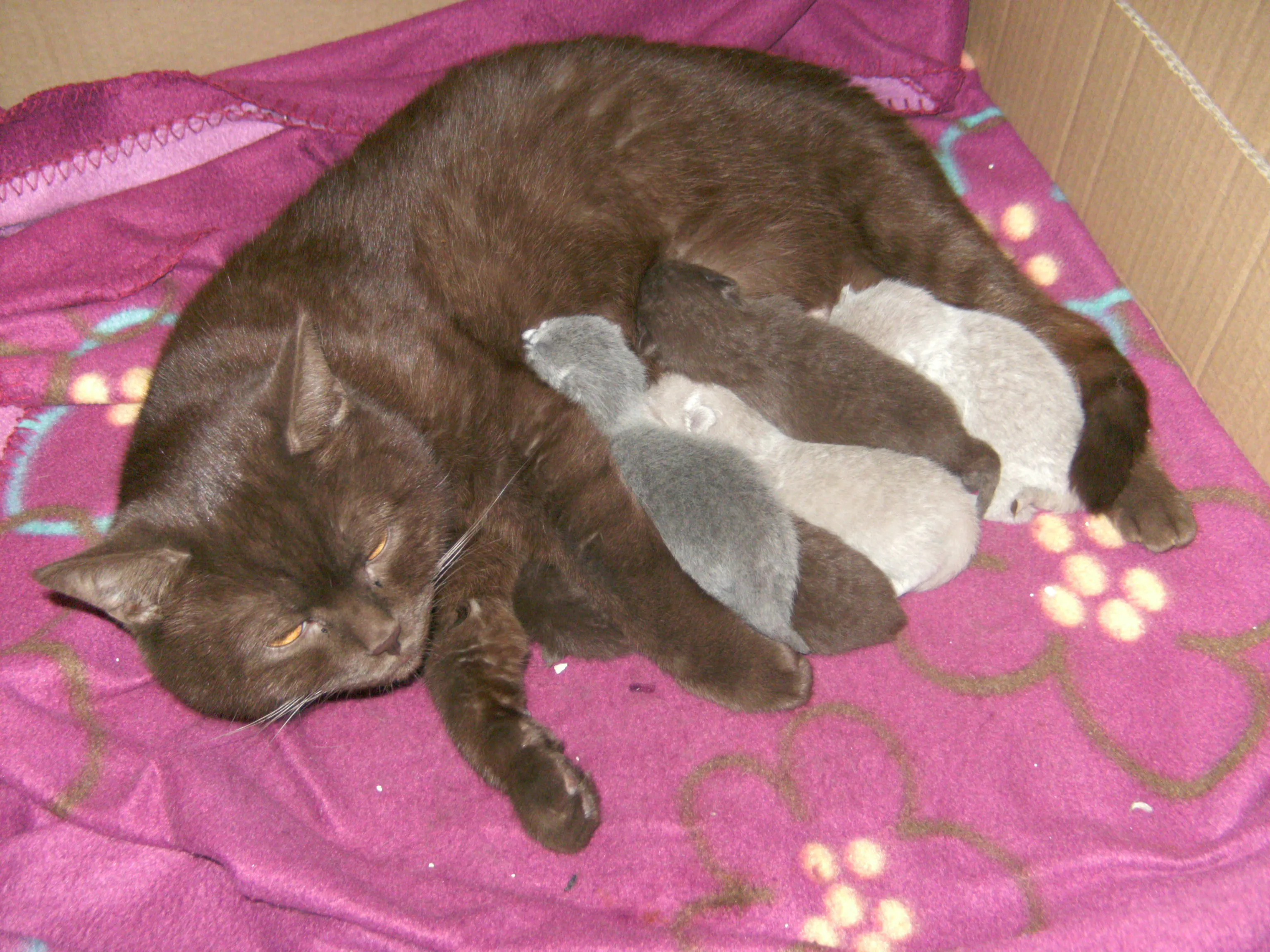 4 Traumhafte BKH Kitten aus liebevoller seriöser  Hobbyzucht!