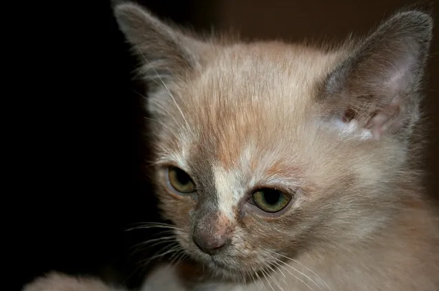 biete 3 süße Burma Burmesen Kitten