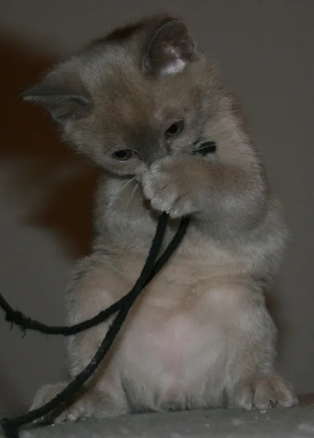 biete 3 süß3 BURMA BURMESEN KITTTEN geb 20.9.09