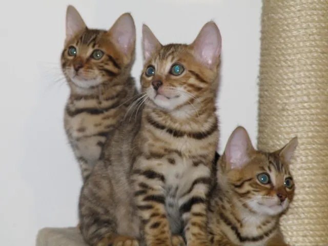 Bengalkitten( mit Stammbaum) rosetted