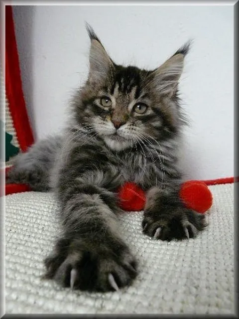 Maine Coon Babys mit Schmuseabitur abzugeben !