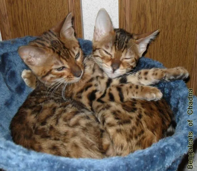 Bengalcats of Chadna   Bengal Kitten mit TICA-Papieren vom Hobbyzüchter