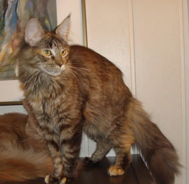 Farbenfrohe Maine Coon  Maus