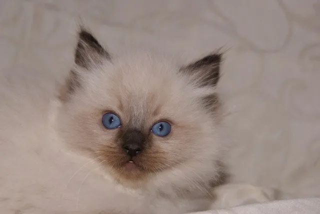 Ragdollkitten - Unser Papa ist Amerikaner ;)