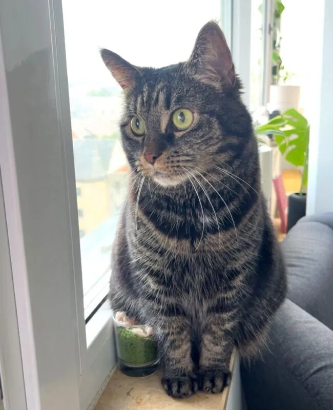 SILA - Maine Coon-Mix - 11 Jahre - Tierhilfe-Franken e.V.