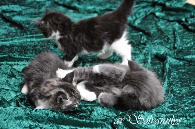 Norwegische Waldkatzen Kitten