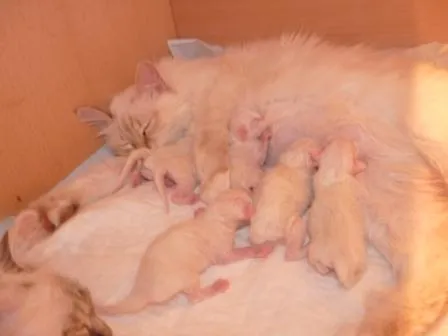 Traumhafte Kitten für traumhafte Menschen, Birmababys- typisch und wunderschön,