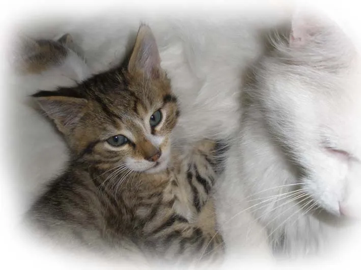 schnurrende Lieblinge (Angora-Babys)