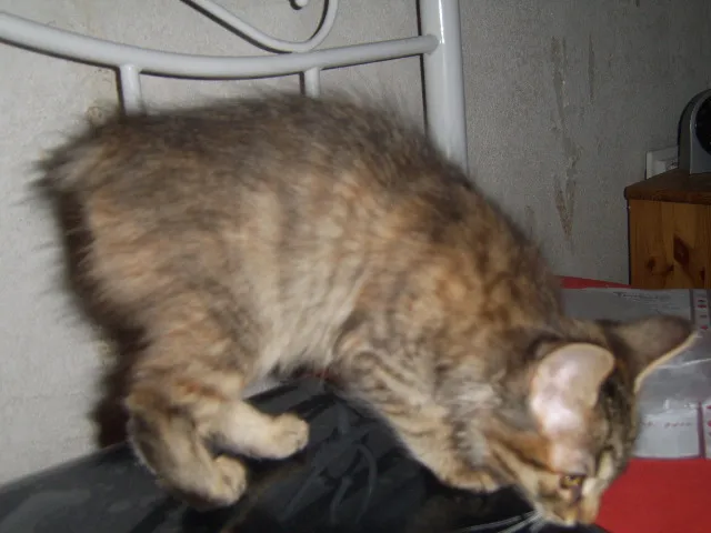 Kurelian Bobtail - Luchskätzchen