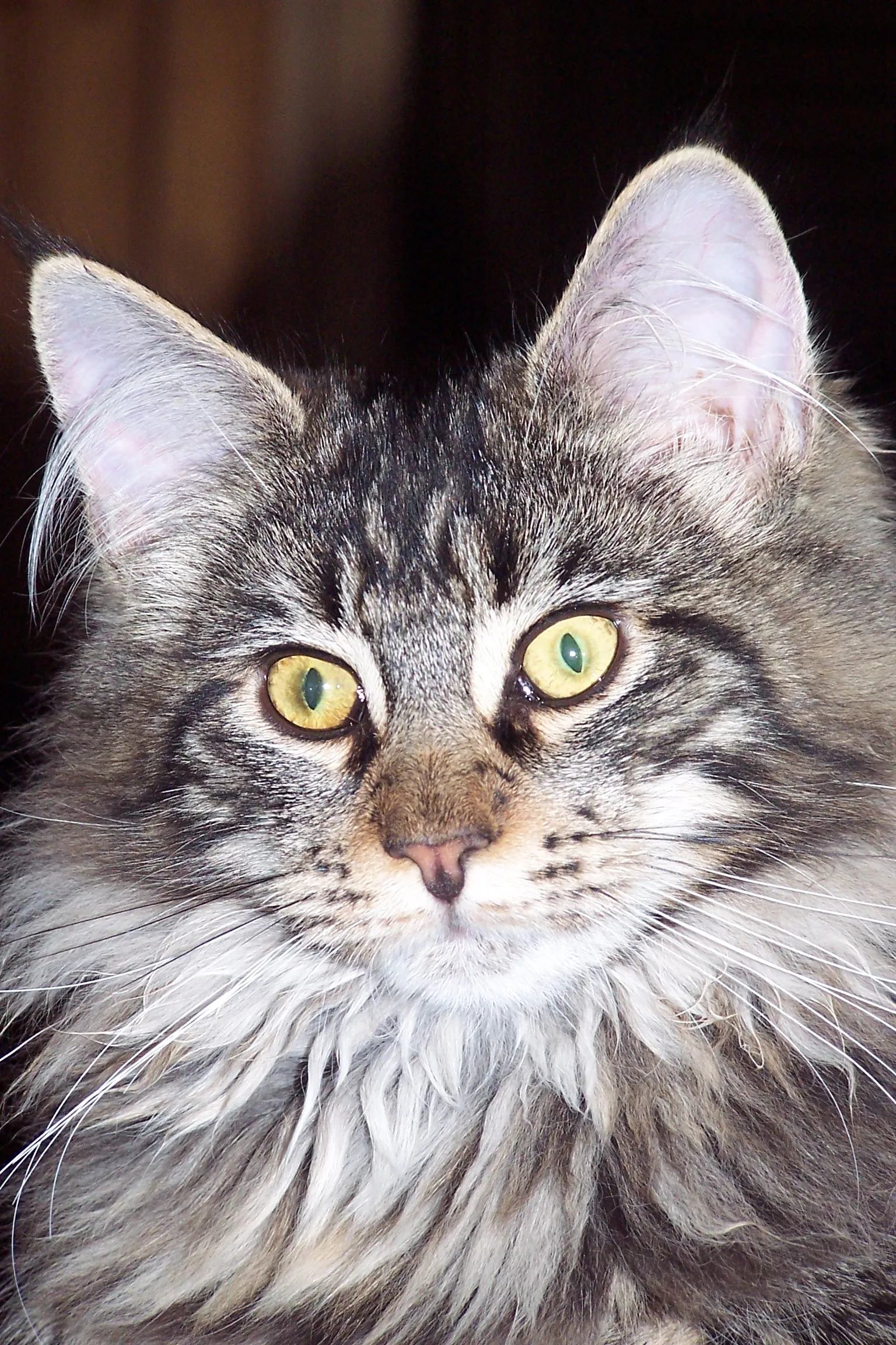 Maine-Coon Joungster