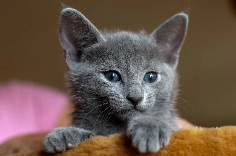 2 russisch blau Kitten abzugeben