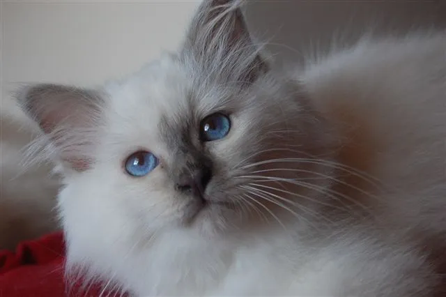junger Birmakater, lilac-point- ab sofort!!