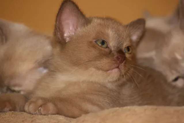 biete Burma Burmesen Kitten in den Farben creme, lilac-tortie u. chocolate