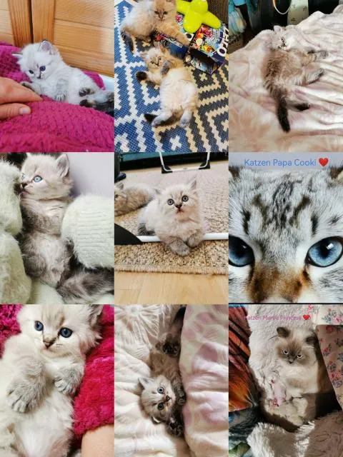 Heilige Birma Kitten