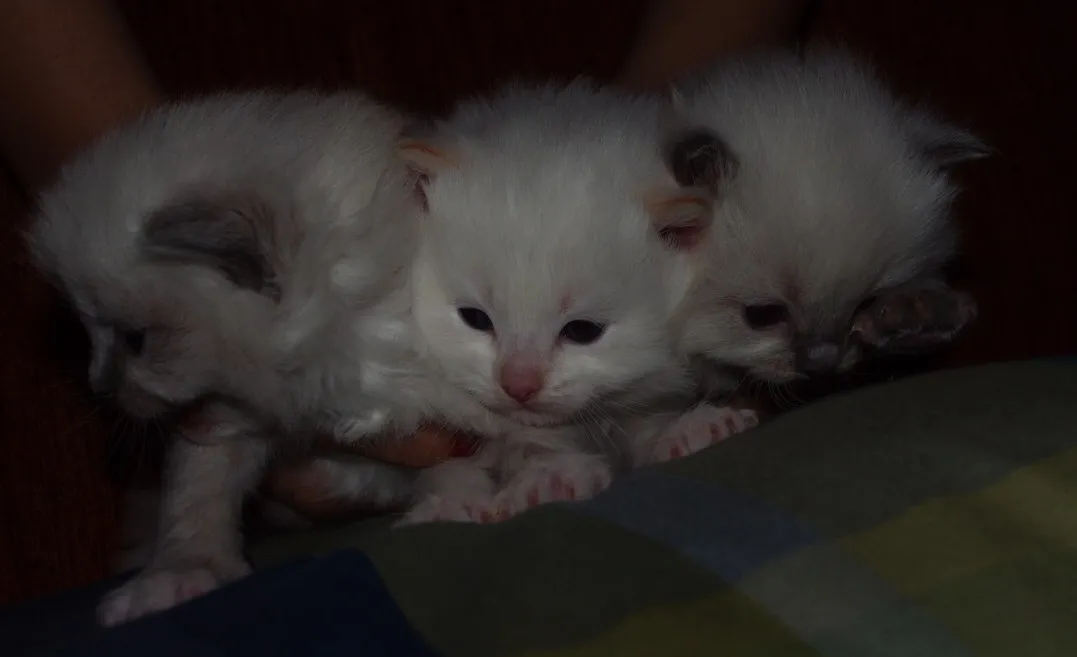 SONDERPREIS : Katzenbaby s mit Suchtgefahr (Ragdoll) suchen liebevolle Dosenöffn