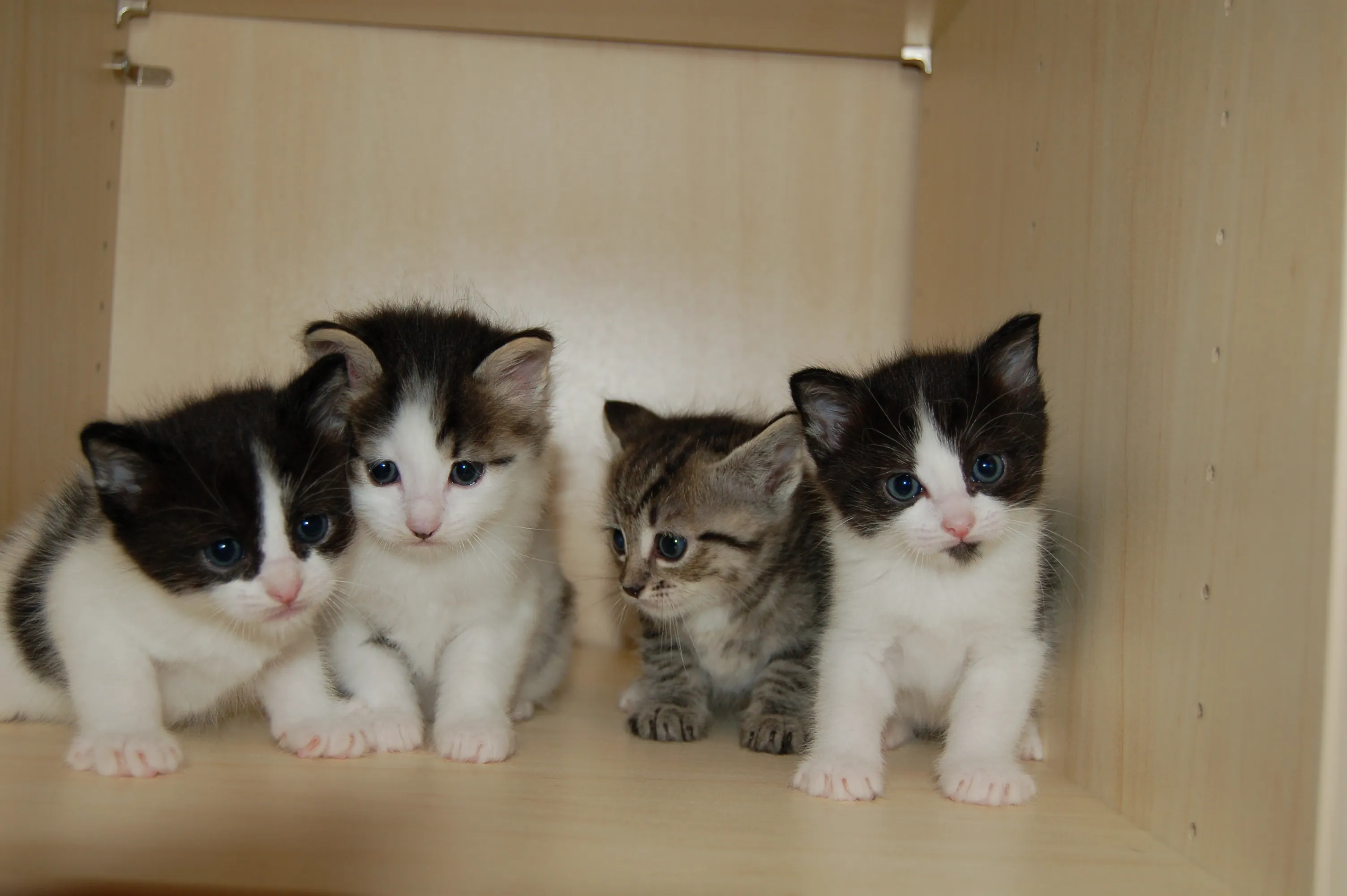 3 Birmchen suchen ein neues zu Hause