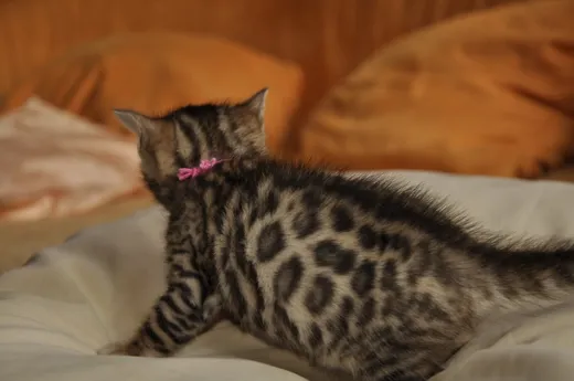 wunderschöne Bengalkitten suchen noch Spielgefährten fürs Leben