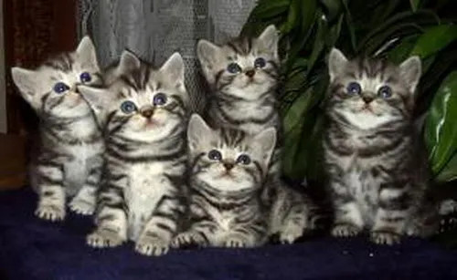 supersüsse abgabebereite Whiskaskätzchen