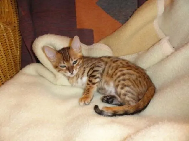 Bengalkaterchen