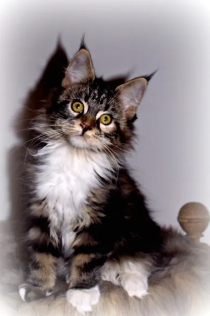 Typvolle Maine Coon Kitten aus exc. Alten Linien!!